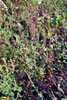 common ragweed