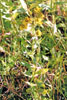 common sneezeweed