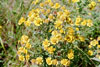 common sneezeweed