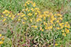 common sneezeweed