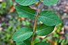 common snowberry