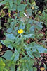 common sow thistle