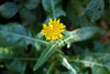 common sow thistle