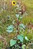 common sunflower