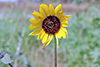 common sunflower