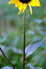 common sunflower