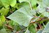 common sunflower