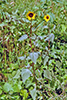 common sunflower