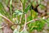 common sunflower