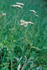 common yarrow