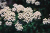 common yarrow