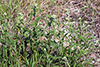 common yarrow