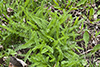 common yarrow