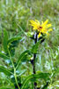 compass plant