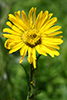 compass plant