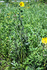 compass plant