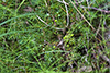 creeping juniper