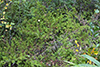 creeping juniper