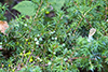 creeping juniper