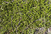 creeping juniper