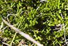 creeping juniper