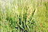curly dock