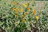 cut-leaved coneflower