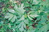 cut-leaved coneflower