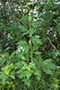 cut-leaved coneflower