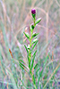 cylindric blazing star