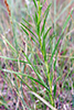 cylindric blazing star