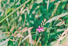 Deptford pink