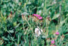 Deptford pink