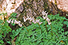 Dutchman's Breeches