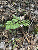 Dutchman’s breeches