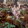 Dutchman’s breeches