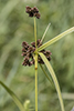 dark green bulrush