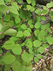 downy arrowwood