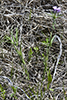downy phlox