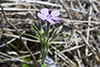 downy phlox