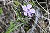 downy phlox