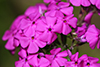 downy phlox
