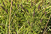 dwarf false indigo
