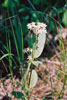 dwarf milkweed