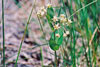 dwarf milkweed