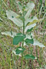 dwarf milkweed