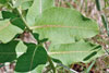 dwarf milkweed