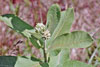 dwarf milkweed