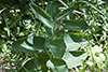 dwarf milkweed