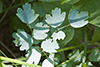 early meadow rue